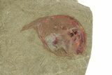 Red Selenopeltis Trilobite - Fezouata Formation #254832-2